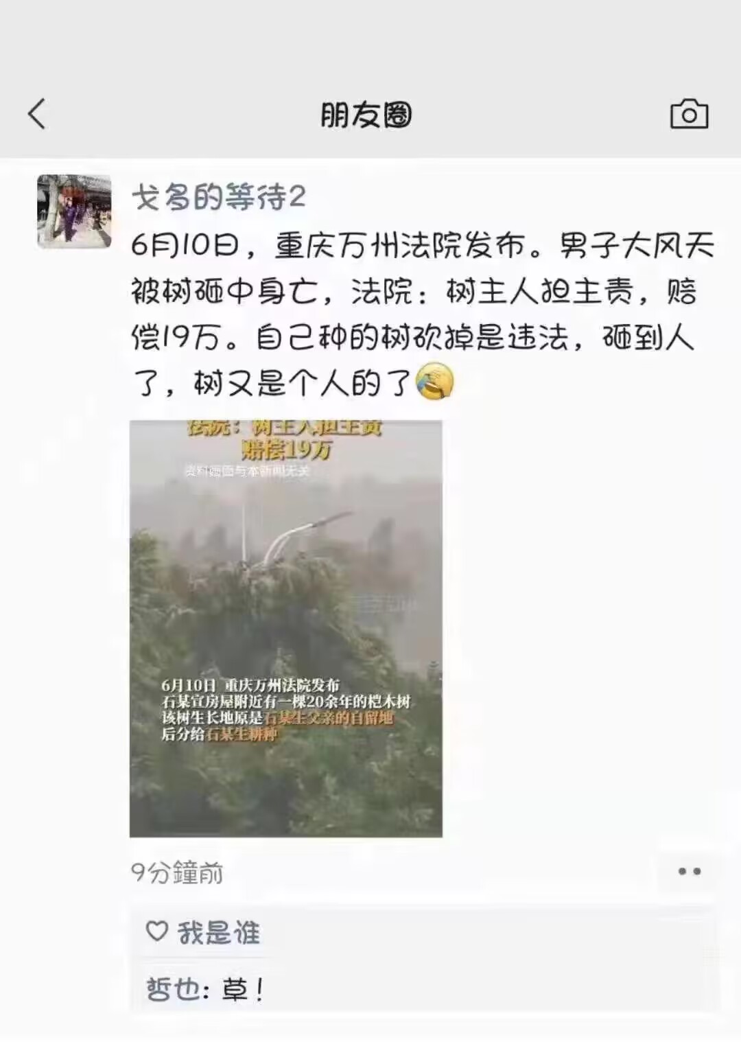 重庆万州法院发——男子大风天被树砸中身亡，判决树主人担主责，赔偿19万：自己种的树砍掉是违法，砸到人了，树又是个人的了