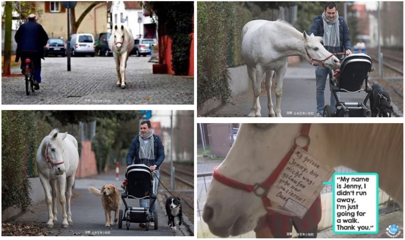德国有一匹白马，它名叫珍妮，每天都在无所事事地在街上行走。到现在已经14年了。