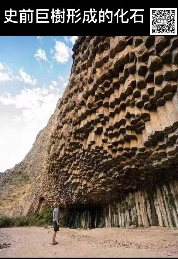 美国亚利桑那州通天神树