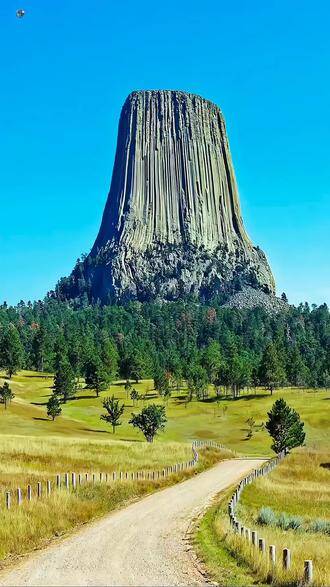 美国亚利桑那州通天神树